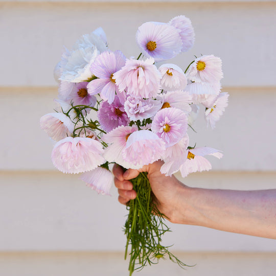 COSMOS CUPCAKE BLUSH FLOWER SEEDS-Plantjoyfarm-Flower Seeds,Garden Seeds,best selling