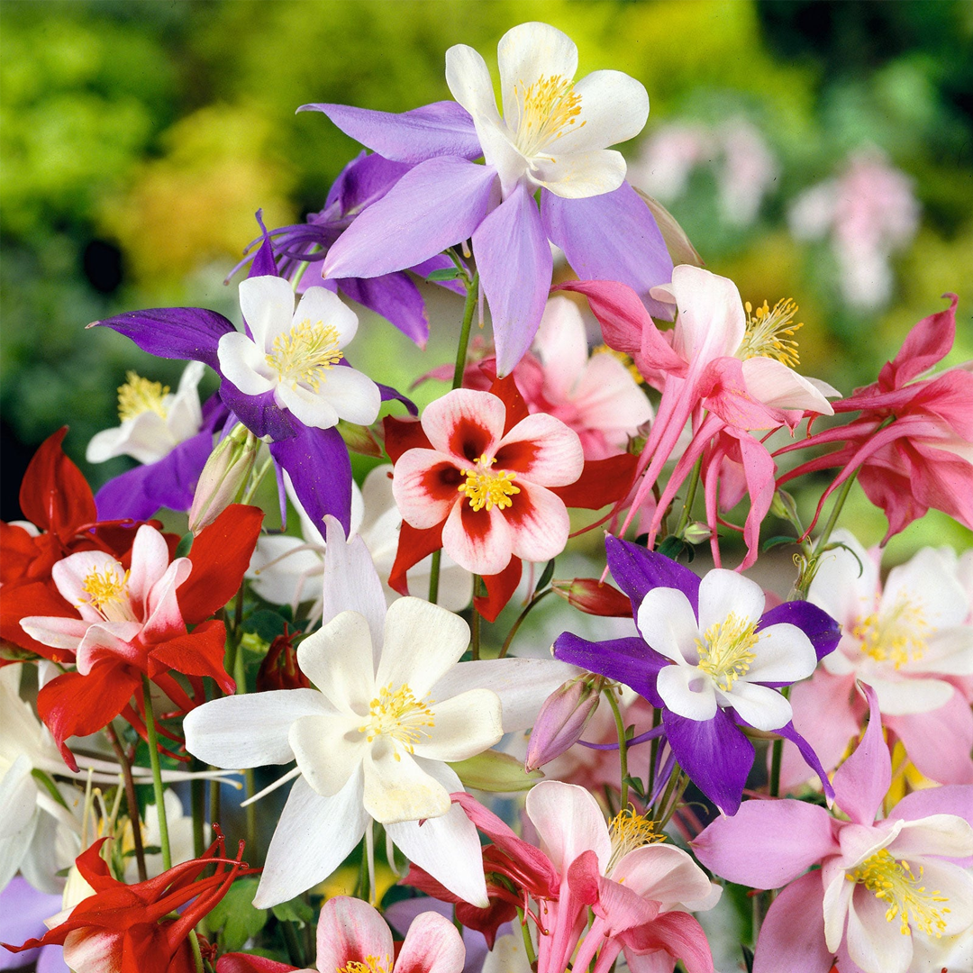 Columbine Seeds - McKana Giant Mix-Plantjoyfarm-Flower Seeds