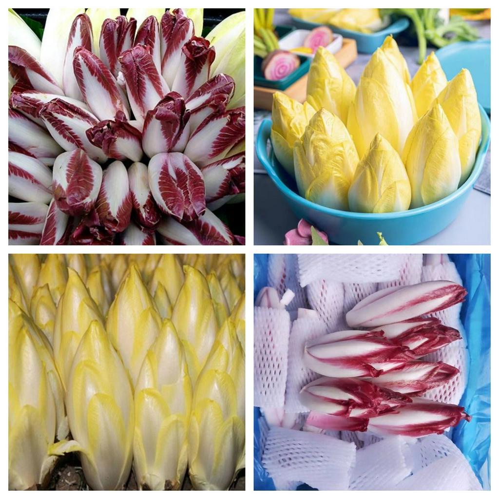Golden Magnolia Seeds—The “Prince” of European Vegetables-Plantjoyfarm-Vegetable Seeds,best selling