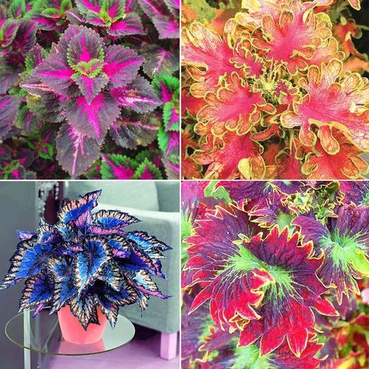 50pcs/Bag Coleus Bonsai Flower Leaf Plants Rainbow Dragon Seeds  Garden-Plantjoyfarm-seeds