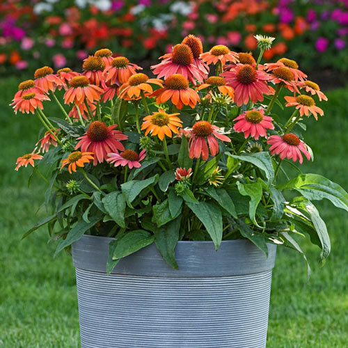 Lakota Red Coneflower-Plantjoyfarm-Flower Seeds,Garden Seeds,best selling
