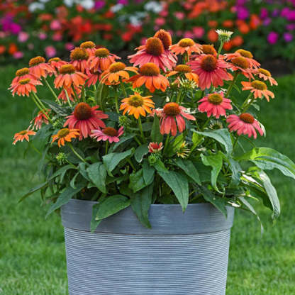 Lakota Red Coneflower-Plantjoyfarm-Flower Seeds,Garden Seeds,best selling