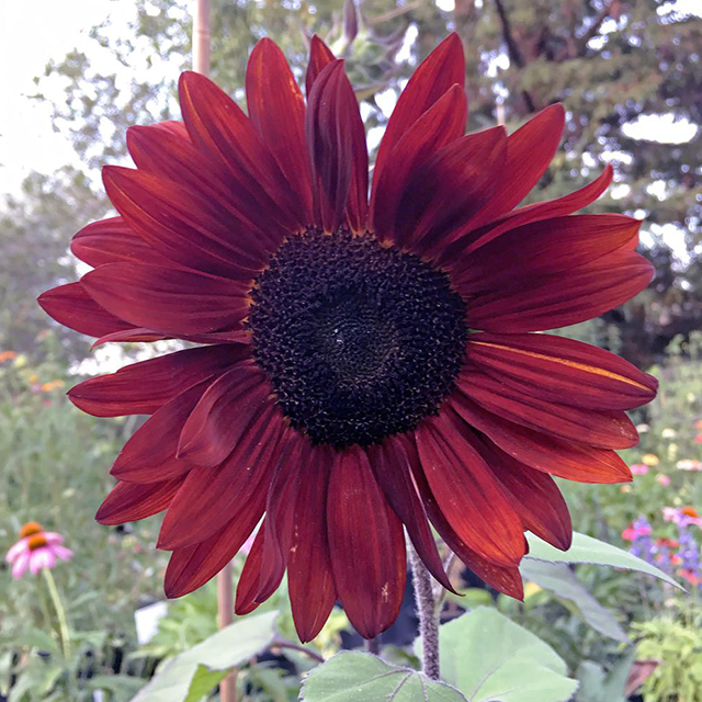 Red Wine Sunflower-Plantjoyfarm-Sunflower Seeds,best selling
