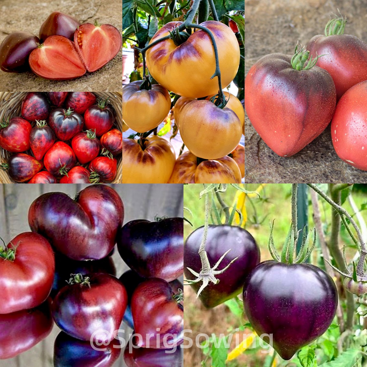 Sgt. Pepper's Tomatoes Seeds - Heirloom-Plantjoyfarm-