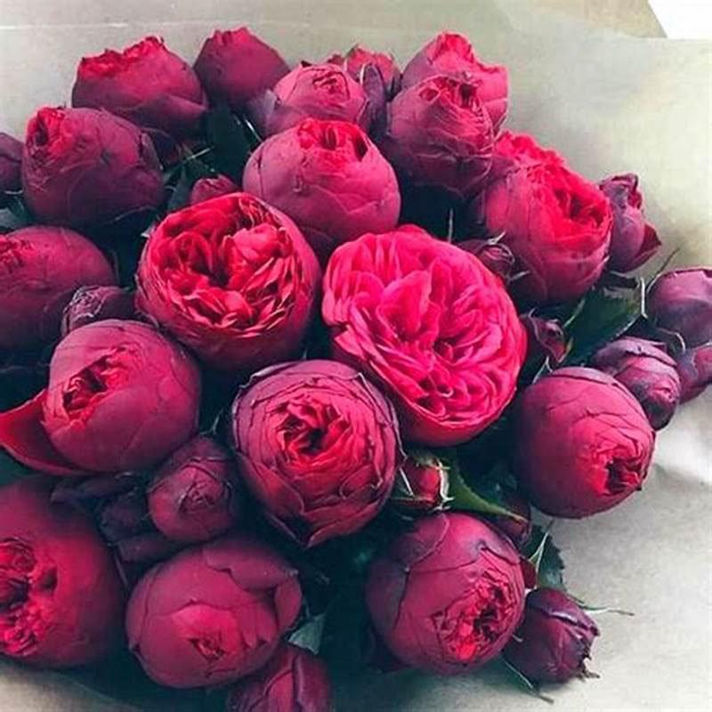 10Pcs Chinese Peony Flower Seeds Perennial Paeonia Suffruticosa Bonsai Plants Home Garden-Plantjoyfarm-Garden Seeds,home and garden,best selling