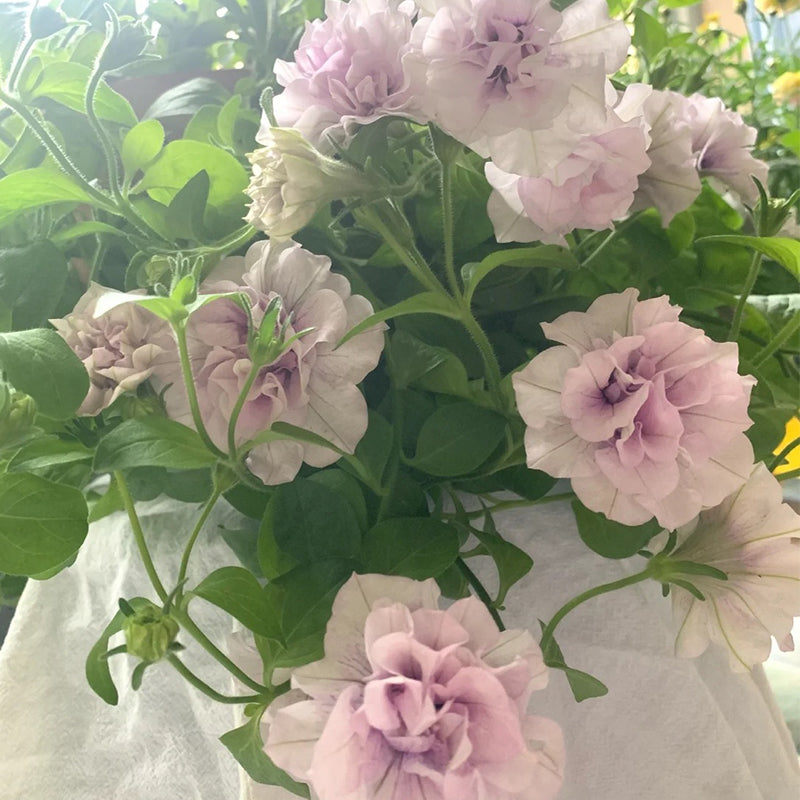 Double Ice Lavender Petunia-Plantjoyfarm-Garden Seeds,Petunia,best selling