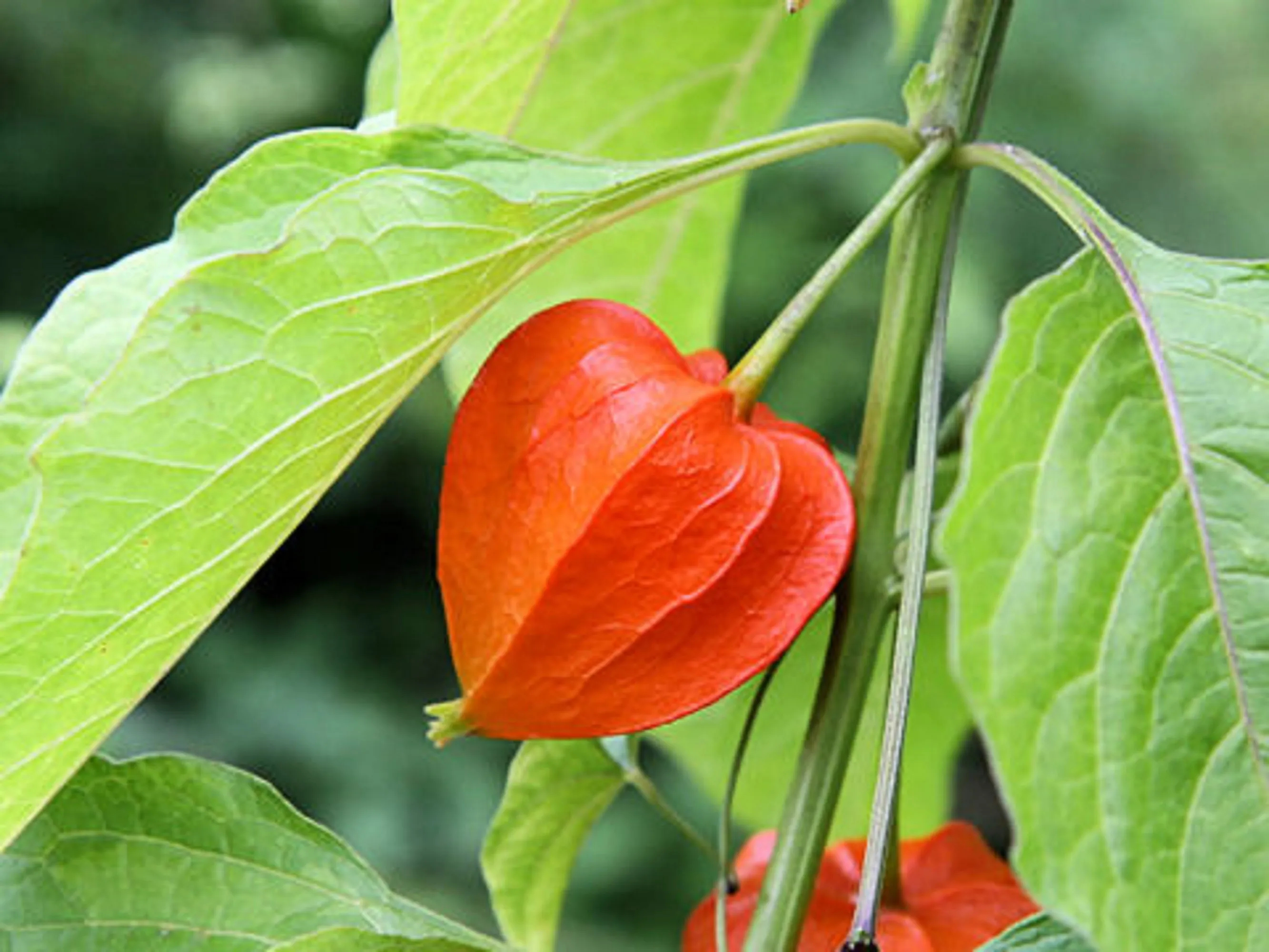 🎉65% OFF💥🔥Lantern Cherry Seeds🍓🍒Winter Ground Cherry-Strawberry Ground Cherry-Plantjoyfarm-