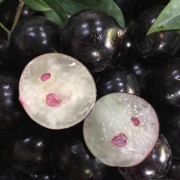 Jabuticaba-Plinia cauliflora-Tree Grape Seeds-Plantjoyfarm-Fruit Seeds,best selling