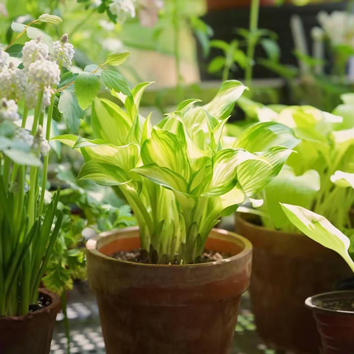 Rare White Hosta Plant Seeds - Kiwi Spearmint-Plantjoyfarm-Garden Seeds,best selling