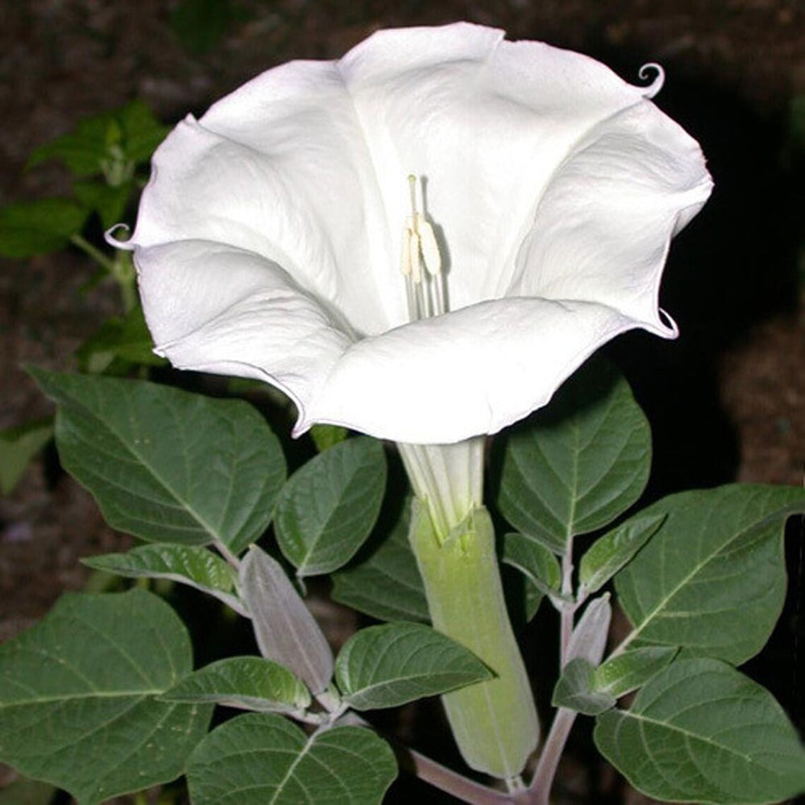 Sacred Datura Moonflower Moon Lily Angel's Trumpet Flower Premium Seeds Packet-Plantjoyfarm-Petunia,Garden Seeds,best selling