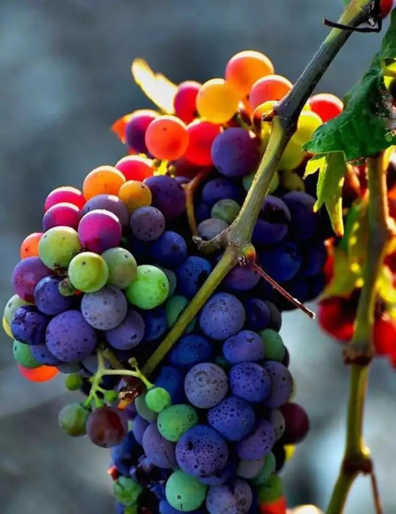 50 Seeds New Rare Rainbow Hybrid Grape Organic-Plantjoyfarm-Fruit Seeds,best selling