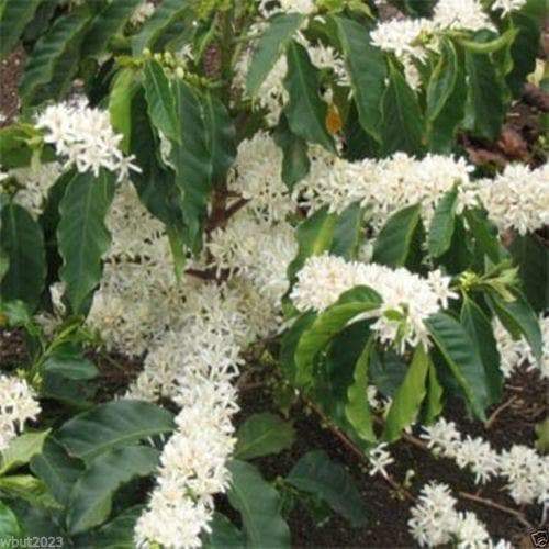 10 JAMAICAN BLUE MOUNTAIN Coffee Seeds ,Grow Your Own Coffee Plant tree-Plantjoyfarm-Fall Planting,Garden Seeds,Jamaican,spo-disabled,spring,summer,best selling