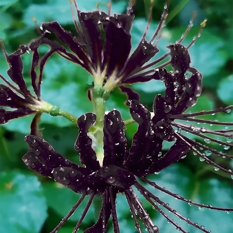 🌈Spider Lily Bulbs-Multicolor🌈-Plantjoyfarm-