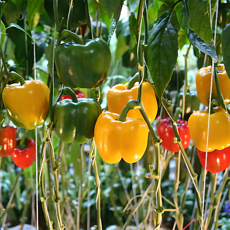Rainbow Sweet Bell Pepper Seeds-Plantjoyfarm-Vegetable Seeds,vegetable,best selling