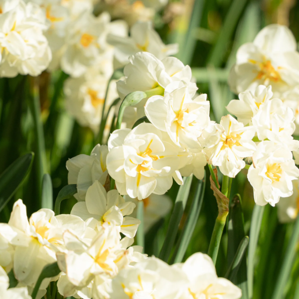 🌺White Purity - Third Generation Daffodils-Plantjoyfarm-best selling,Garden Seeds