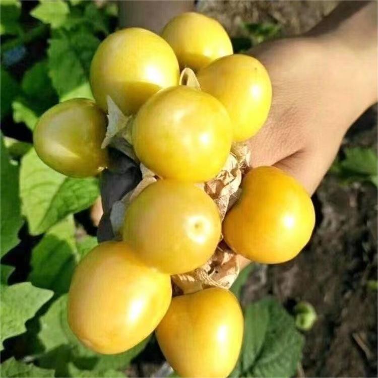 Creamy Maiden Fruit Seeds-Plantjoyfarm-