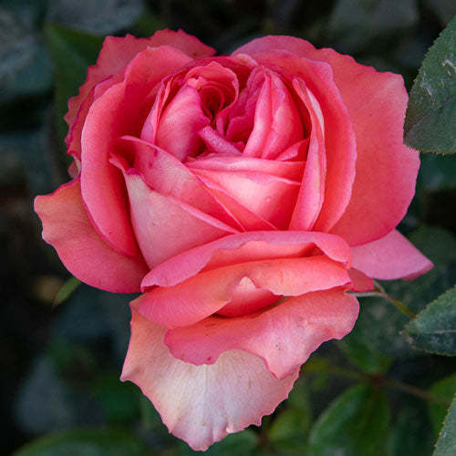 Hybrid Tea Rose-Plantjoyfarm-Flower Seeds,Garden Seeds,Rose seeds,best selling