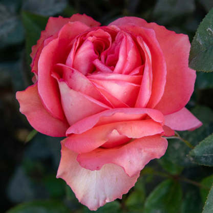 Hybrid Tea Rose-Plantjoyfarm-Flower Seeds,Garden Seeds,Rose seeds,best selling