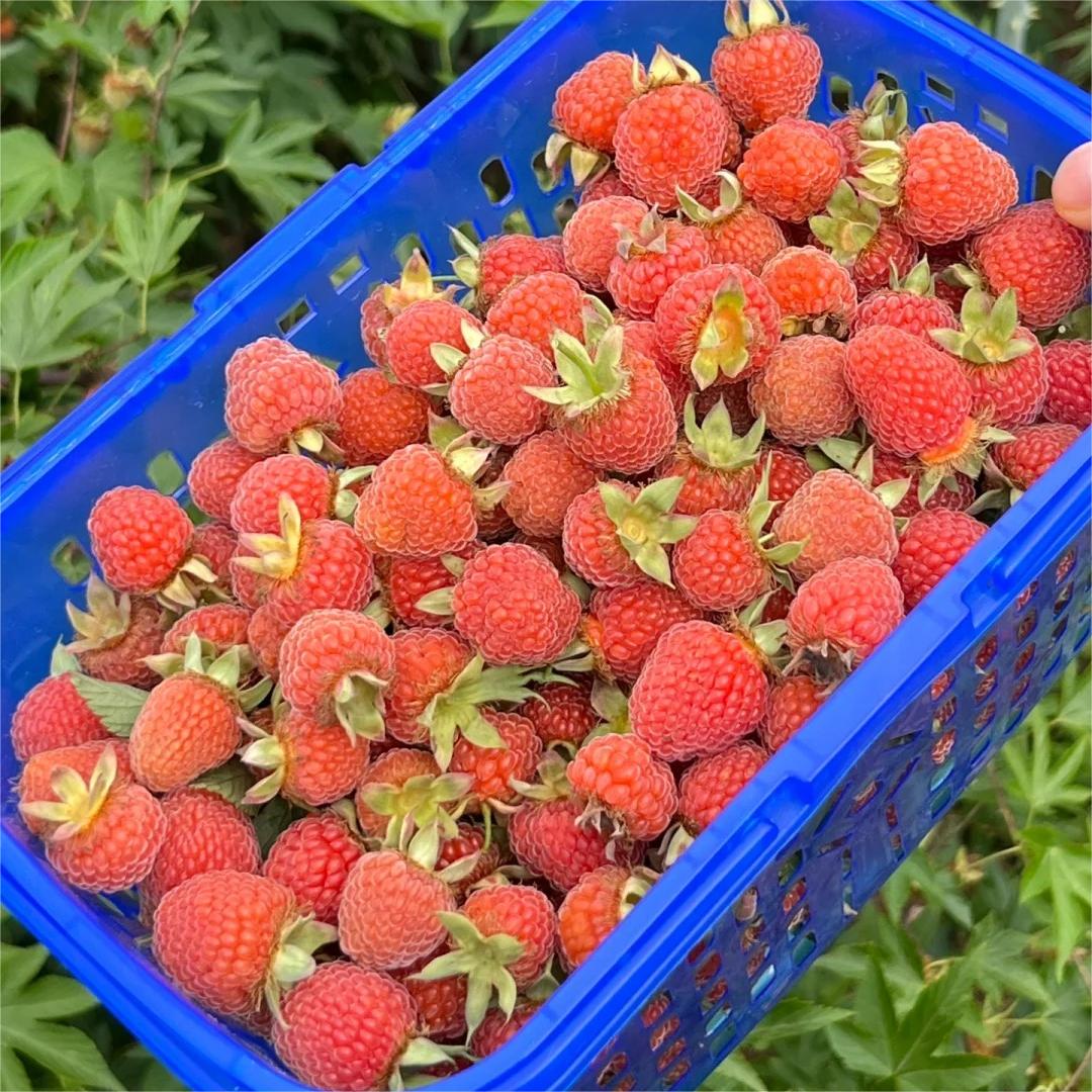Large Fruited Raspberry Seeds-Plantjoyfarm-