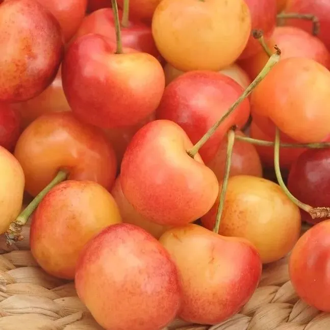 Golden Cherry Seeds-Plantjoyfarm-