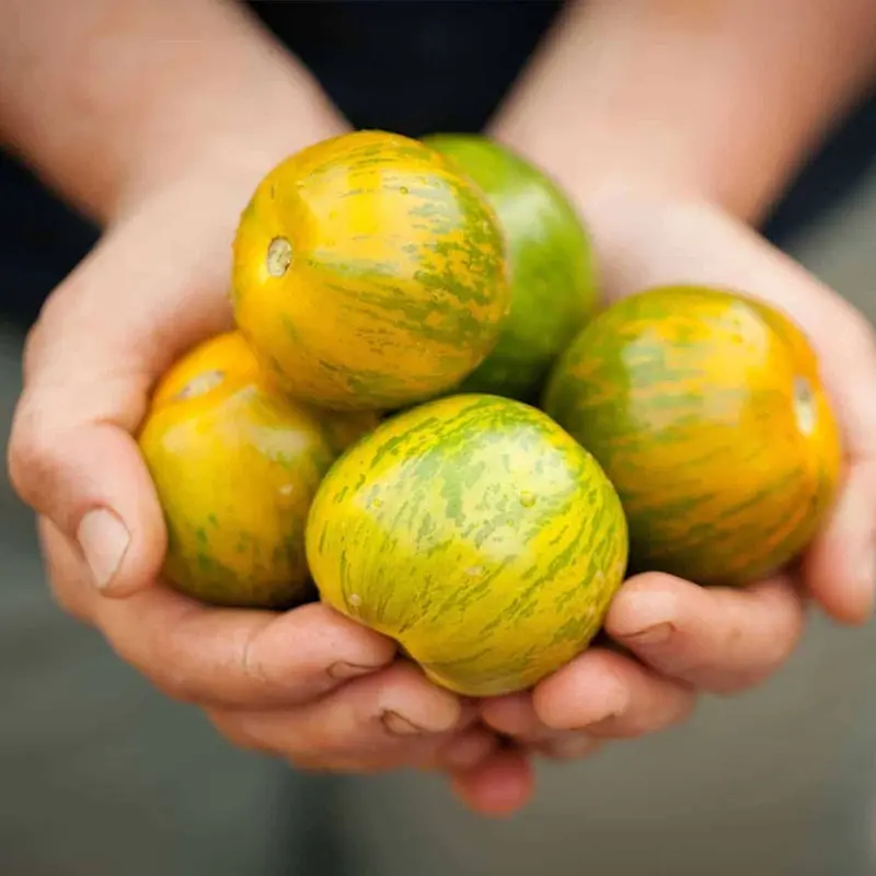 Green Zebra Tomatoes Seeds-Plantjoyfarm-