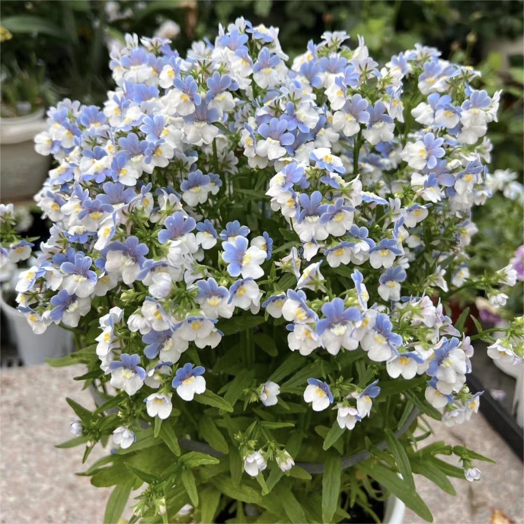🌼Nemesia - Sincere Love-Plantjoyfarm-Flower Seeds,Garden Seeds,best selling