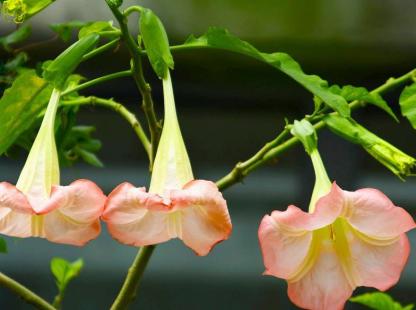 50pcs/Bag Datura Brugmansia Seeds Potted Bonsai Trumpets Angel Flower Seeds-Plantjoyfarm-Garden Seeds,best selling