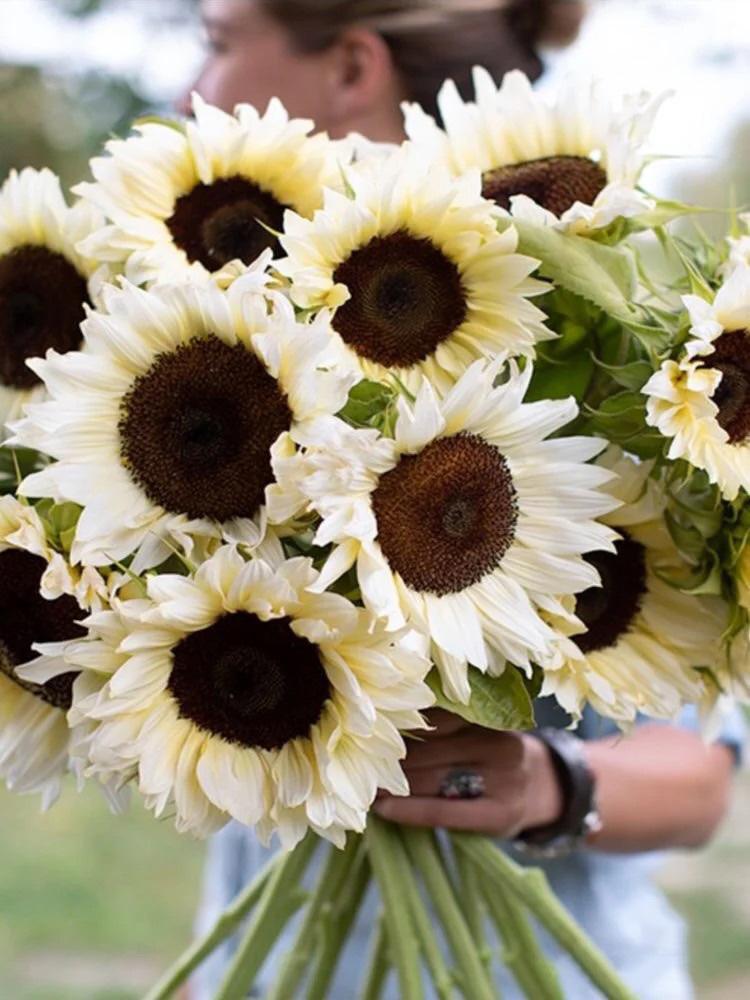 50 Seeds White sunflower with black core-Plantjoyfarm-Sunflower Seeds,best selling