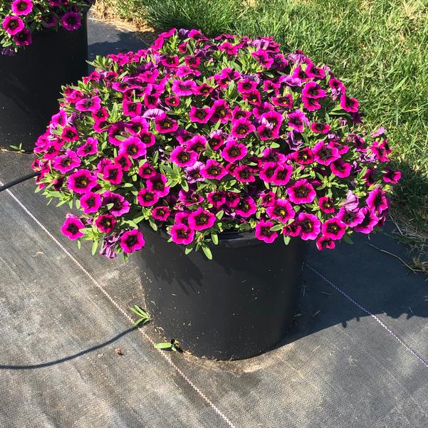 Blackberry Punch Calibrachoa Flower Seeds-Plantjoyfarm-Petunia,Garden Seeds,best selling