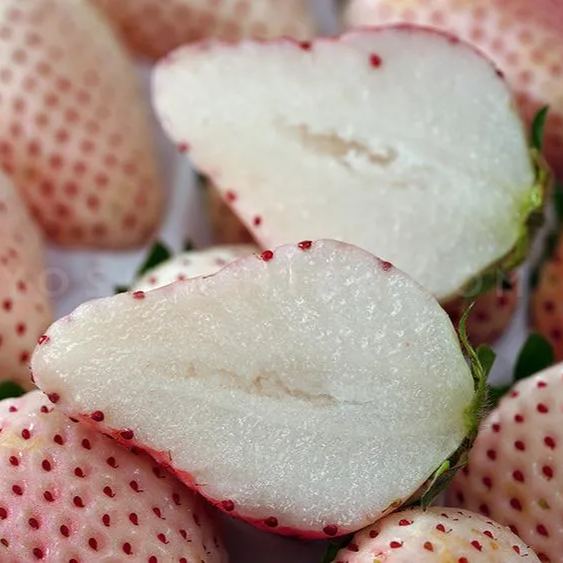 🍓White Strawberry Seeds(🪴Buy 3 Get 1 Free🌿Hardy and Pest-Resistant)-Plantjoyfarm-
