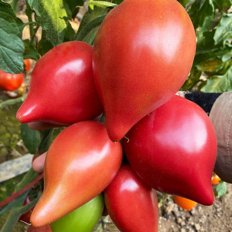 Mango Honey Tomato Seeds-Plantjoyfarm-Fruit Seeds