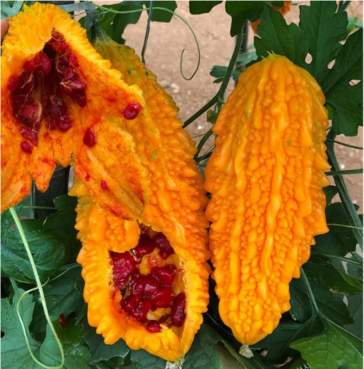 Lai Grape Seeds for Garden Bitter Gourd Seeds-Plantjoyfarm-