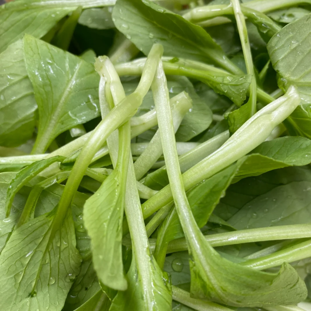🥬All Year Round Chicken Feather Vegetable Seeds-Plantjoyfarm-best selling,Vegetable Seeds