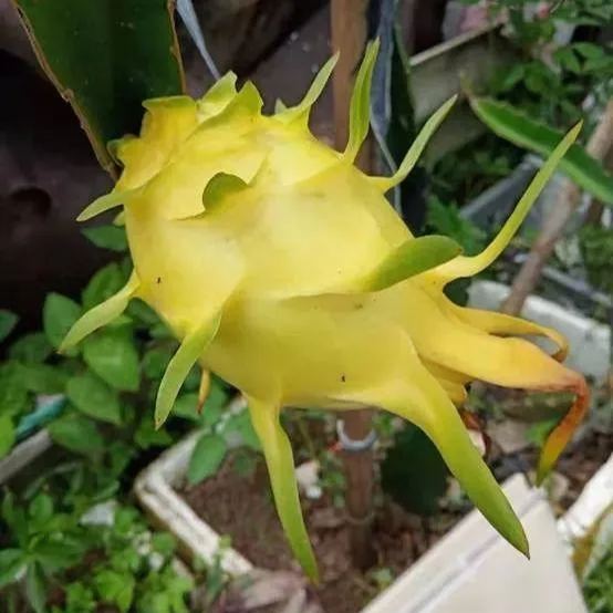 Multi-colored Dragon Fruit Seeds-Plantjoyfarm-Fruit Seeds,best selling
