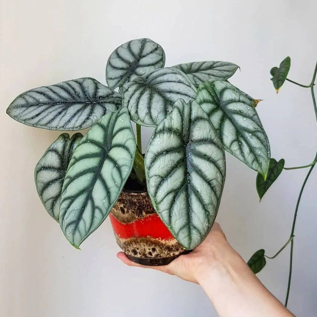 Alocasia baginda 'Silver Dragon' RARE Indoor and Outdoor Live Tropical House Plant-Plantjoyfarm-Garden Seeds,Flowers Seeds,best selling