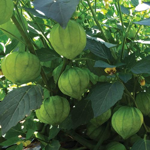 Super Verde Tomatillo Seeds-Plantjoyfarm-Fruit Seeds,Garden Seeds,best selling