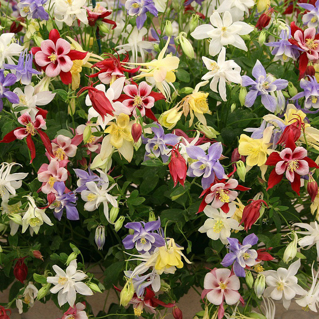 Columbine Seeds - McKana Giant Mix-Plantjoyfarm-Flower Seeds