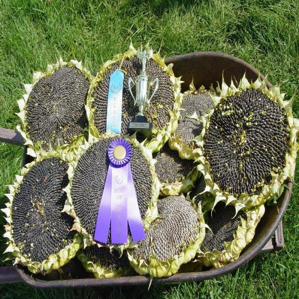 50 Pcs Mongolian Giant Sunflower Seeds-Plantjoyfarm-Sunflower Seeds,best selling