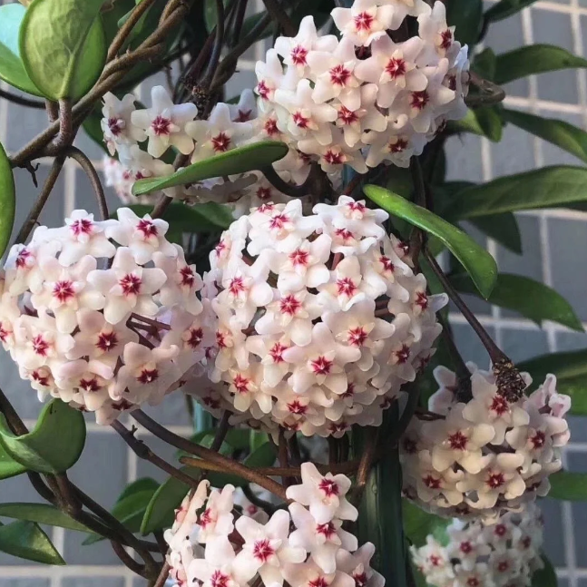 🌟Ball Orchid - Falling Stars From The Sky-Plantjoyfarm-best selling,Garden Seeds