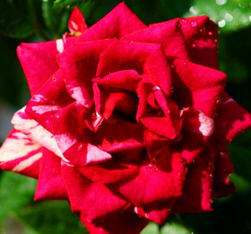  🌹 🌹Colorful Rose Seeds, 100Pcs/Pack-Plantjoyfarm-Flower Seeds