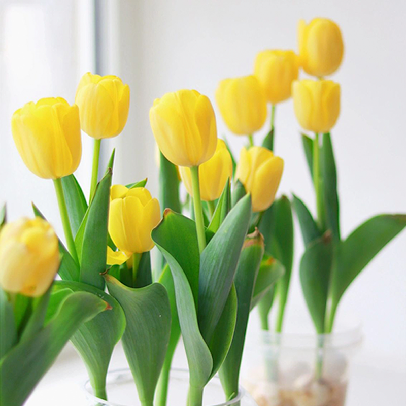 Tulip Bulbs - Golden Parade-Plantjoyfarm-Flower Seeds,flower bulb