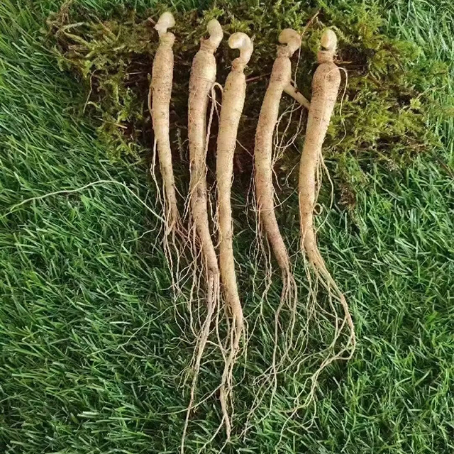 Precious Ginseng Seeds  Herbaceous Perennial-Plantjoyfarm-best selling,Vegetable Seeds