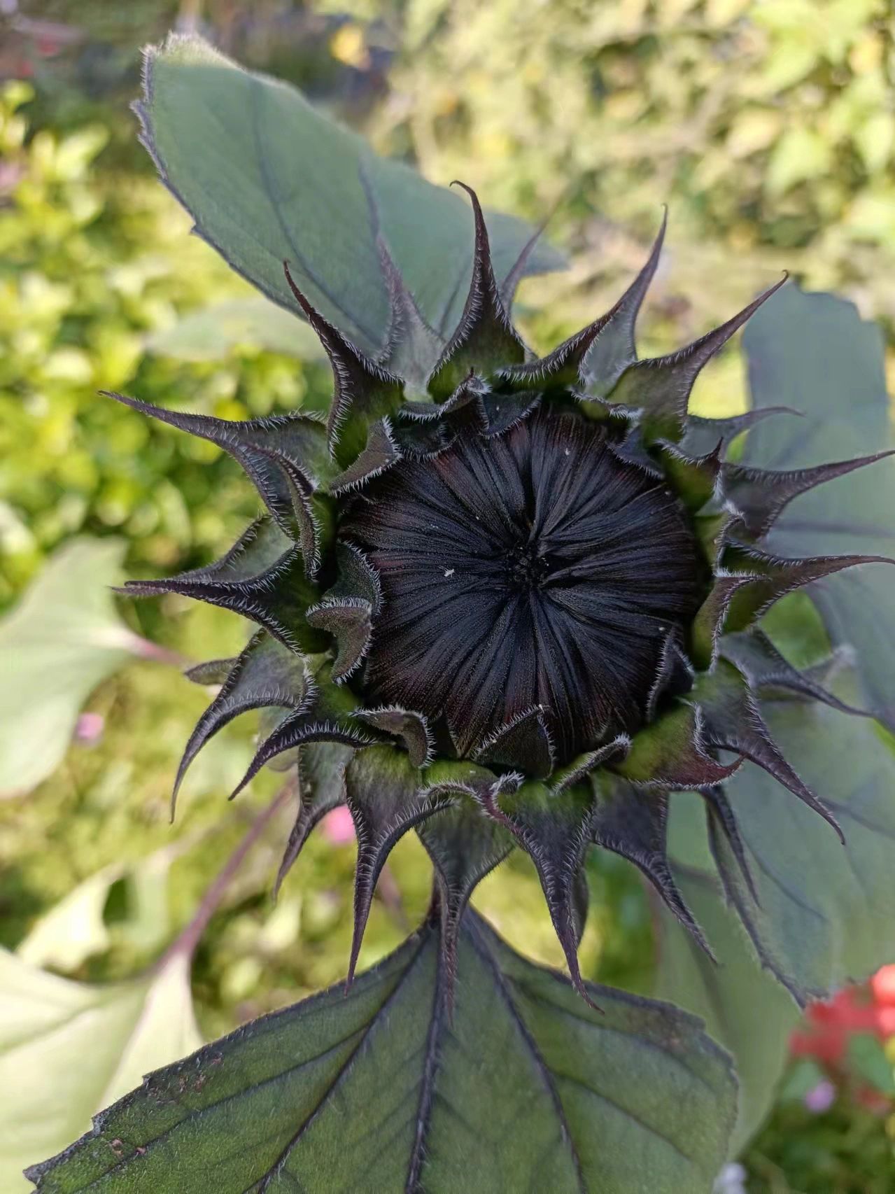 Rare Black Sunflower Seeds-Plantjoyfarm-Garden Seeds,Flowers Seeds,Sunflower Seeds,best selling