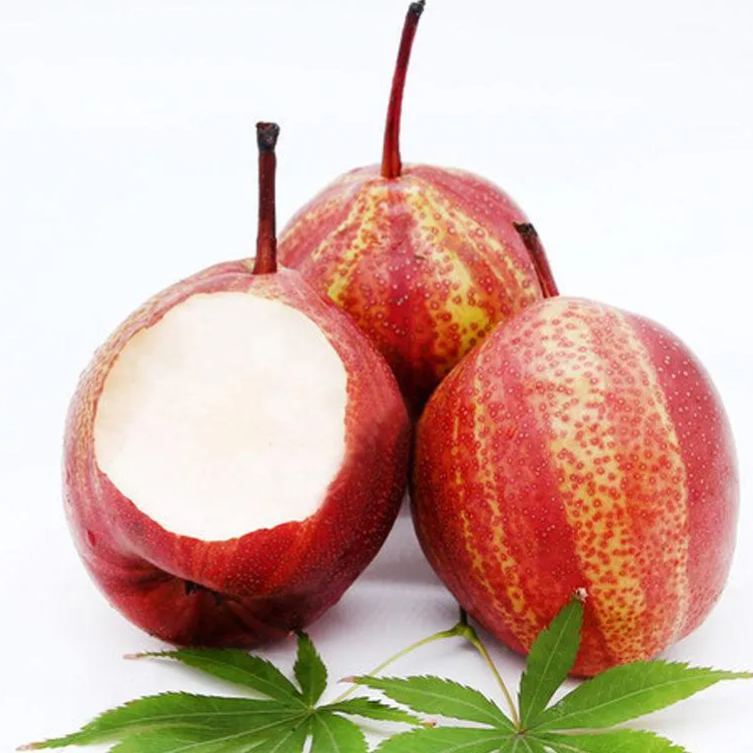 Pyrus pyrifolia 'Nijisseiki'🌈Rainbow Pear Seeds-Plantjoyfarm-