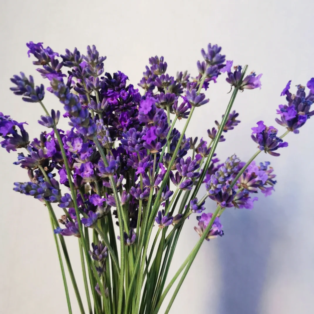 🌿Lavender Seeds Purple Blooming-Plantjoyfarm-best selling,Garden Seeds