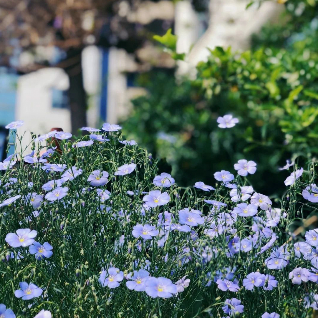 Perennial Blue Flax Seeds-Plantjoyfarm-Flower Seeds