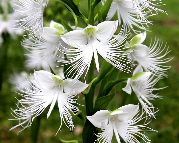 Habenaria radiata-Plantjoyfarm-Garden Seeds,best selling