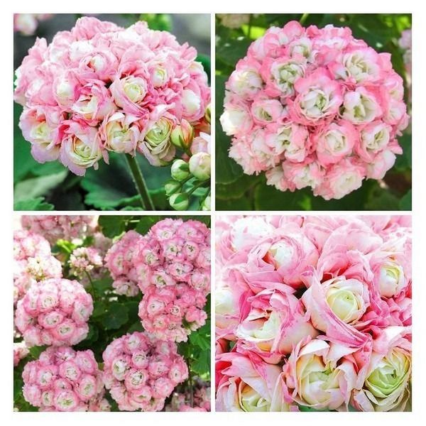 Apple Blossom Geranium Seeds-Plantjoyfarm-Garden Seeds,Geranium,best selling
