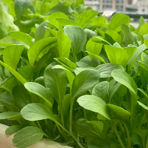 🥬All Year Round Chicken Feather Vegetable Seeds-Plantjoyfarm-best selling,Vegetable Seeds