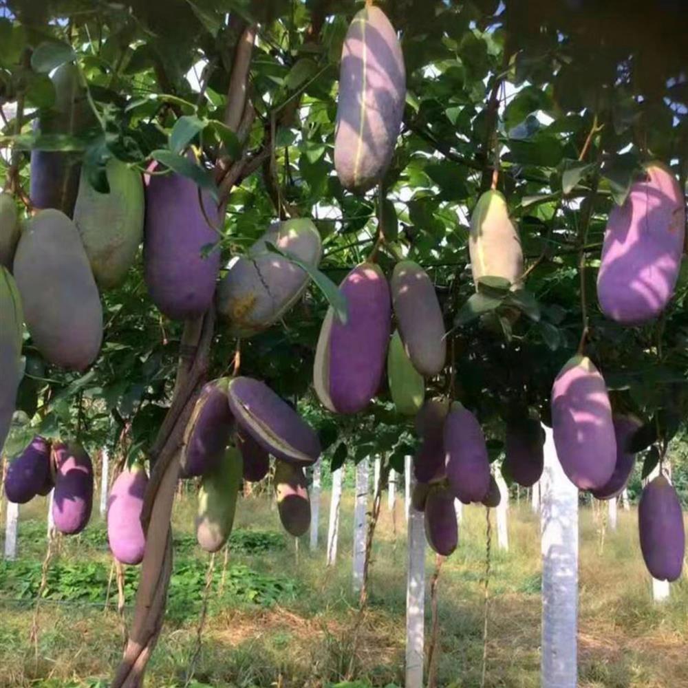 Stauntonia Latifolia Seeds-Organic Food-Plantjoyfarm-Fruit Seeds,best selling